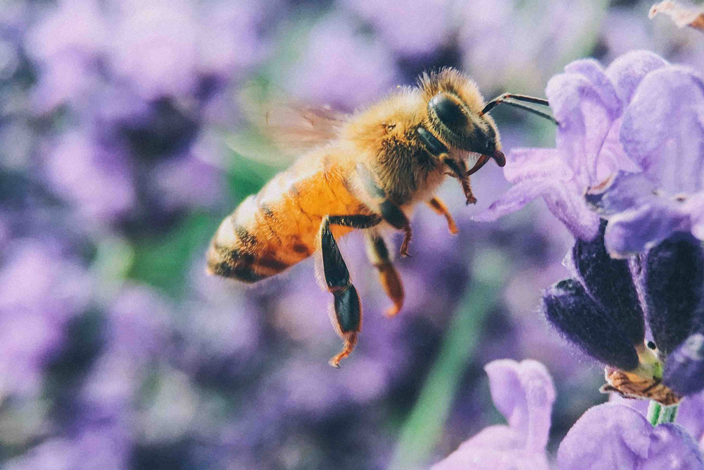 Freude am Garten Advertising Bienen.ch